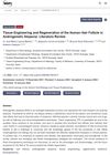 Tissue Engineering and Regeneration of the Human Hair Follicle in Androgenetic Alopecia: Literature Review