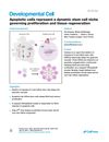 Apoptotic cells represent a dynamic stem cell niche governing proliferation and tissue regeneration