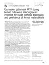 Expression patterns of MITF during human cutaneous embryogenesis: evidence for bulge epithelial expression and persistence of dermal melanoblasts
