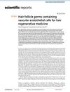 Hair follicle germs containing vascular endothelial cells for hair regenerative medicine
