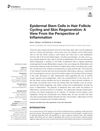 Epidermal Stem Cells in Hair Follicle Cycling and Skin Regeneration: A View From the Perspective of Inflammation