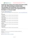 Implanted Hair-Follicle-Associated Pluripotent Stem Cells Aid Wound Healing and Reduce Scarring in Mice