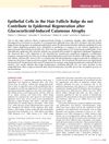 Epithelial Cells in the Hair Follicle Bulge Do Not Contribute to Epidermal Regeneration After Glucocorticoid-Induced Cutaneous Atrophy
