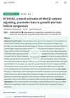 KY19382, A Novel Activator of Wnt/β-Catenin Signaling, Promotes Hair Regrowth and Hair Follicle Neogenesis