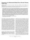 Expression of an Olfactomedin-Related Gene in Rat Hair Follicular Papilla Cells