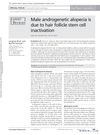 Male Androgenetic Alopecia Is Due to Hair Follicle Stem Cell Inactivation