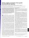 Hairless Triggers Reactivation of Hair Growth by Promoting Wnt Signaling