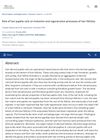 Role of Hair Papilla Cells in Induction and Regeneration Processes of Hair Follicles