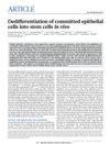 Dedifferentiation of Committed Epithelial Cells Into Stem Cells In Vivo