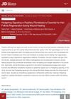 Hedgehog Signaling in Papillary Fibroblasts Is Essential for Hair Follicle Regeneration During Wound Healing
