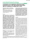 Combination of an Engineered Lactococcus Lactis Expressing CXCL12 with Light-Emitting Diode Yellow Light as a Treatment for Scalded Skin in Mice