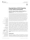 Essential Role of STAT3 Signaling in Hair Follicle Homeostasis