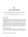Stem Cells in the Skin