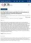 MTurq2-Col4a1 Mouse Model Allows for Live Visualization of Mammalian Basement Membrane Development