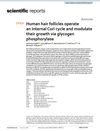 Human Hair Follicles Operate an Internal Cori Cycle and Modulate Their Growth via Glycogen Phosphorylase