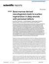 Bone Marrow-Derived Vasculogenesis Leads to Scarless Regeneration in Deep Wounds With Periosteal Defects