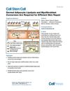 Dermal Adipocyte Lipolysis and Myofibroblast Conversion Are Required for Efficient Skin Repair