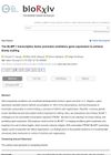 The BLMP-1 Transcription Factor Promotes Oscillatory Gene Expression to Achieve Timely Molting