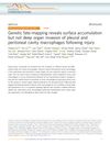 Genetic Fate-Mapping Reveals Surface Accumulation But Not Deep Organ Invasion of Pleural and Peritoneal Cavity Macrophages Following Injury