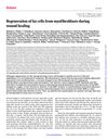 Regeneration of Fat Cells from Myofibroblasts During Wound Healing