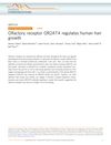 Olfactory Receptor OR2AT4 Regulates Human Hair Growth