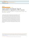 Tissue Resident and Follicular Treg Cell Differentiation Is Regulated by CRAC Channels