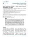 Septin4 Promotes Cell Death in Human Colon Cancer Cells by Interacting with BAX