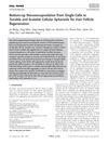 Bottom-Up Nanoencapsulation from Single Cells to Tunable and Scalable Cellular Spheroids for Hair Follicle Regeneration