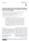 Flavonoids in Safflower Extract Reduce Cisplatin-Induced Damage to Human Follicle Dermal Papilla Cells by Inhibiting DNA Damage and Rad17/Chk1/Cdc25C Signaling