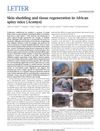 Skin Shedding and Tissue Regeneration in African Spiny Mice (Acomys)