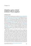 Ziziphus Spina-Christi (Christ’s Thorn Jujube): A Drought-Resistant Tree with Medicinal and Industrial Uses