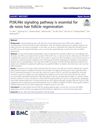 PI3K/Akt Signaling Pathway Is Essential for De Novo Hair Follicle Regeneration