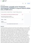 Enzalutamide, a Prostate Cancer Therapeutic, Downregulates TMPRSS2 in Lung and Reduces Cellular Entry of SARS-CoV-2