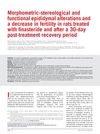 Morphometric-Stereological and Functional Epididymal Alterations and a Decrease in Fertility in Rats Treated with Finasteride and After a 30-Day Post-Treatment Recovery Period