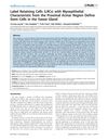 Label Retaining Cells with Myoepithelial Characteristics from the Proximal Acinar Region Define Stem Cells in the Sweat Gland