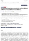 Recombinant Type XVII Collagen Promotes Hair Growth by Activating the Wnt/β-Catenin and SHH/GLI Signaling Pathways