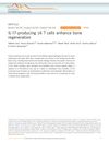 IL-17-Producing Gamma Delta T Cells Enhance Bone Regeneration