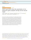 Sox11 And Sox4 Drive The Reactivation Of An Embryonic Gene Program During Murine Wound Repair