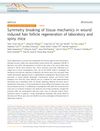 Symmetry Breaking of Tissue Mechanics in Wound-Induced Hair Follicle Regeneration of Laboratory and Spiny Mice
