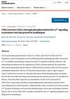 CPK1 Activates CNGCs Through Phosphorylation for Calcium Signaling to Promote Root Hair Growth in Arabidopsis