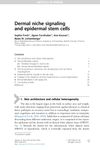 Dermal Niche Signaling and Epidermal Stem Cells