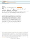 Tcf3 Promotes Cell Migration and Wound Repair Through Regulation of Lipocalin 2