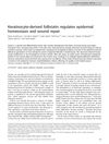 Keratinocyte-Derived Follistatin Regulates Epidermal Homeostasis and Wound Repair