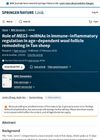 Role of MEG3-miRNAs in Immune-Inflammatory Regulation in Age-Dependent Wool Follicle Remodeling in Tan Sheep