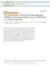 The Antiandrogen Enzalutamide Downregulates TMPRSS2 and Reduces Cellular Entry of SARS-CoV-2 in Human Lung Cells