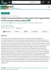 Cellular and Extracellular Involvement in the Regeneration of the Rat Lower Vibrissa Follicle
