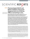 Pharmacological BACE1 and BACE2 Inhibition Induces Hair Depigmentation by Inhibiting PMEL17 Processing in Mice