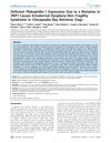 Deficient Plakophilin-1 Expression Due to a Mutation in PKP1 Causes Ectodermal Dysplasia-Skin Fragility Syndrome in Chesapeake Bay Retriever Dogs