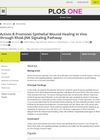 Activin B Promotes Epithelial Wound Healing In Vivo Through RhoA-JNK Signaling Pathway