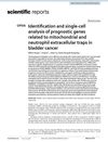 Identification and Single-Cell Analysis of Prognostic Genes Related to Mitochondrial and Neutrophil Extracellular Traps in Bladder Cancer